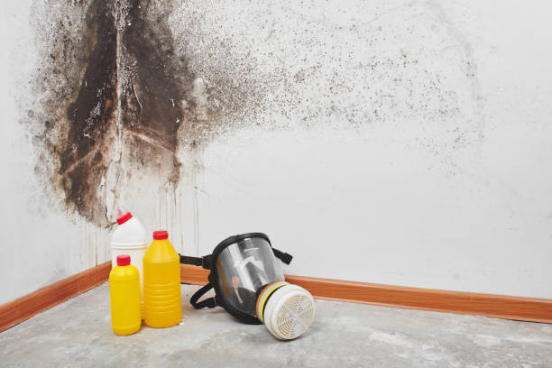 Best Office Mold Removal Services  in Fitchburg, MA