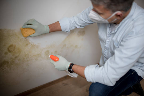 Trusted Fitchburg, MA Mold Removal Experts