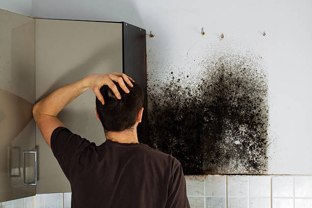 Best Black Mold Removal  in Fitchburg, MA