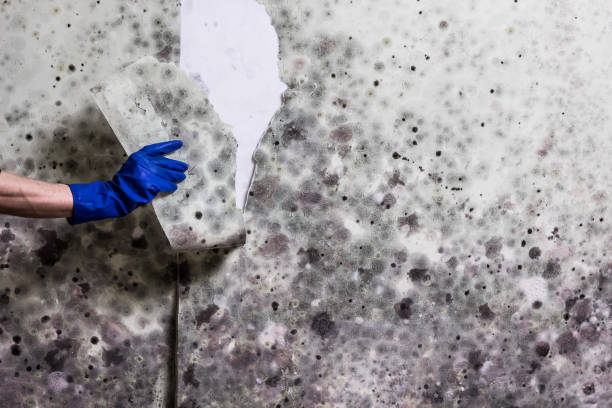 Best Attic Mold Removal  in Fitchburg, MA