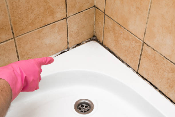 Best Mold Testing  in Fitchburg, MA